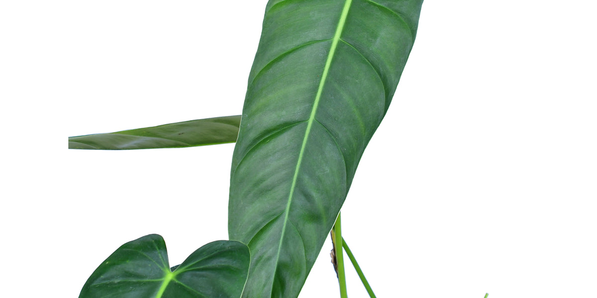 Philodendron Esmeralda Spirit narrow — Ecuagenera Orquídeas del Ecuador
