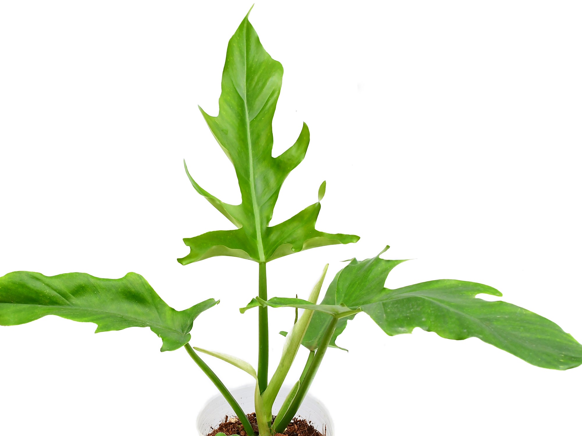 thin leaf philodendron Philodendron Eternal Sky — Ecuagenera Orquídeas del Ecuador