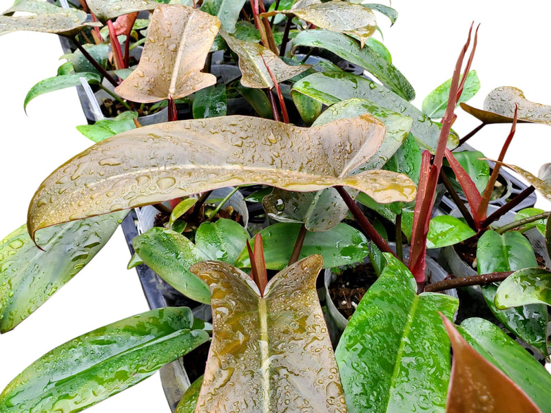 philodendron florida nz Philodendron Florida Bronze — Ecuagenera Orquídeas del Ecuador