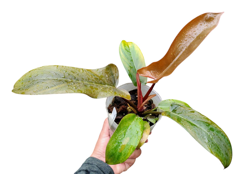 philodendron florida bronze Philodendron Florida Bronze