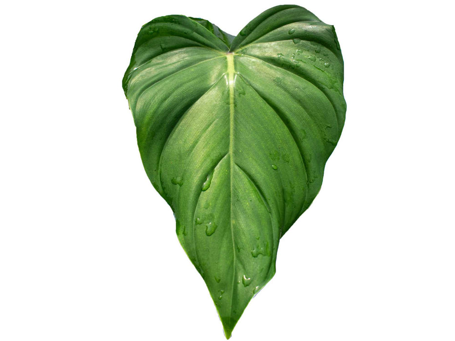 Philodendron Free Bird