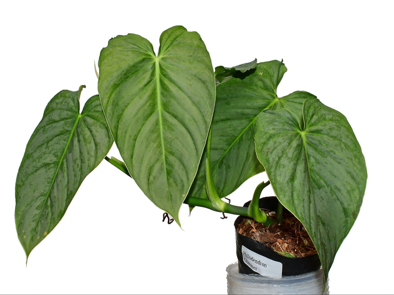 Philodendron Glimmer