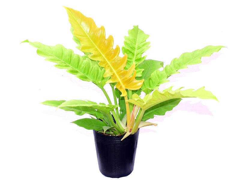 Philodendron Golden Ring of Fire