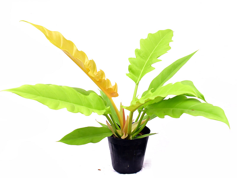 Philodendron Golden Ring of Fire