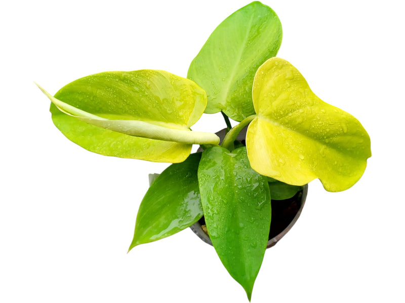 philodendron golden violin Philodendron Golden Violin — Ecuagenera Orquídeas del Ecuador