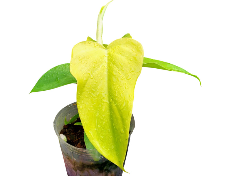 Philodendron Golden Violin