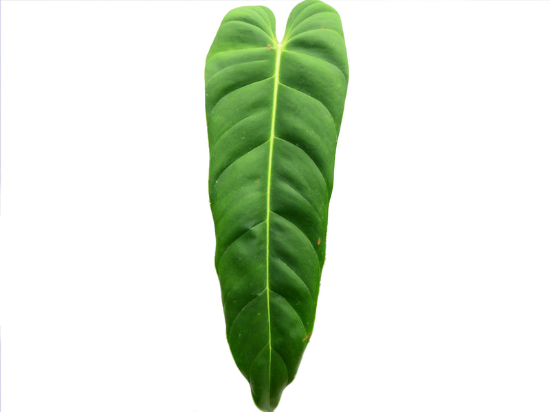 philodendron green sky hort Philodendron Green Sky