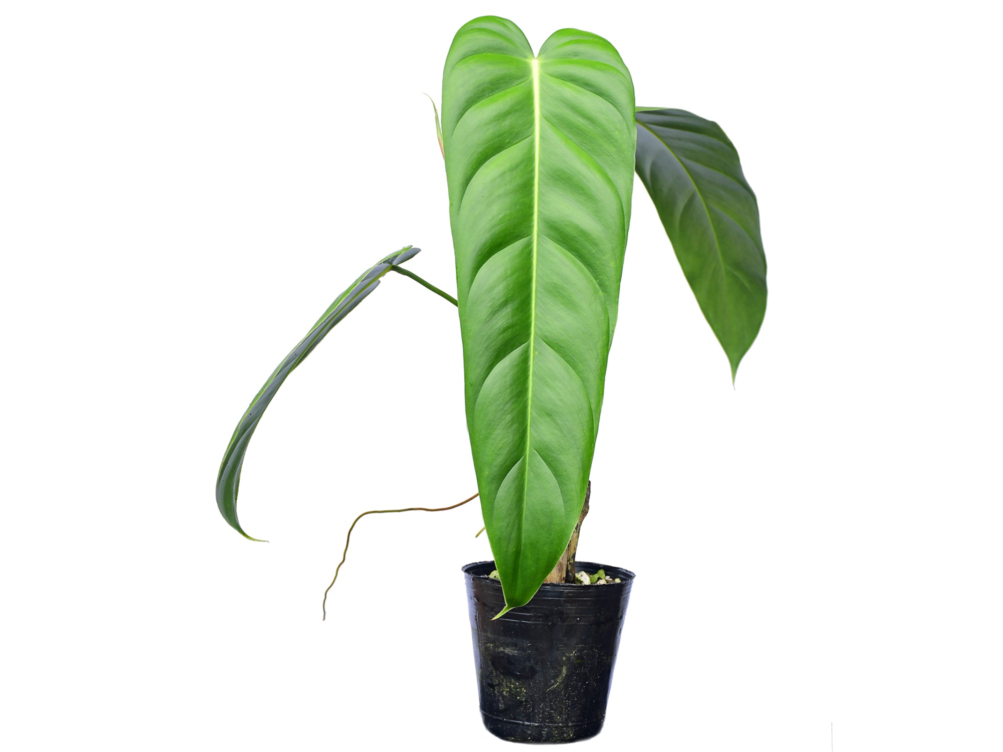 Philodendron Green Sky