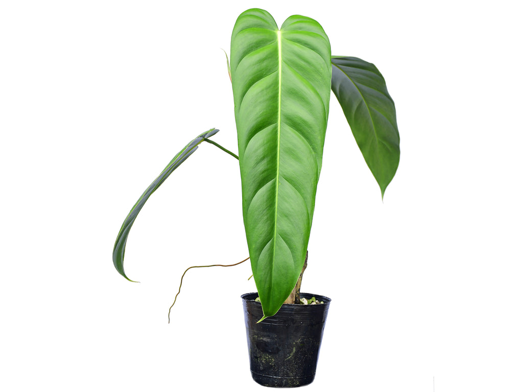plain green philodendron Philodendron Green Sky — Ecuagenera Orquídeas del Ecuador