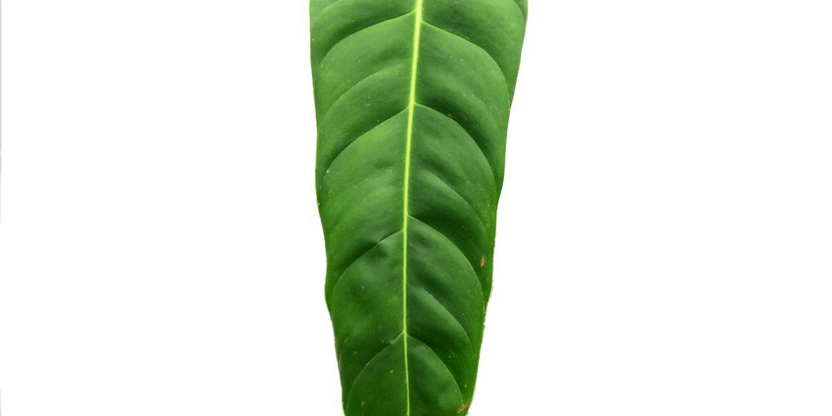 green leaves IN THE GARDEN: Azalea lacebugs take the green out of your greenery