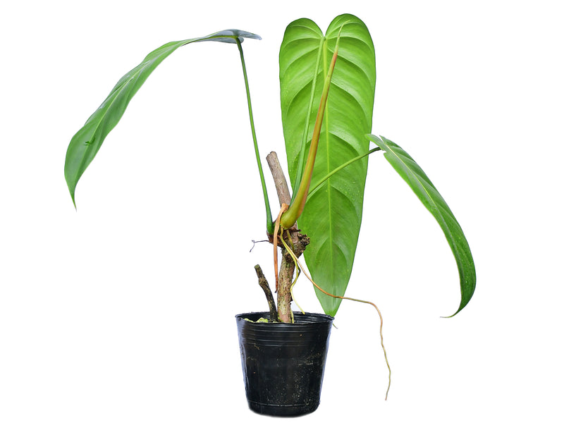 Philodendron Green Sky