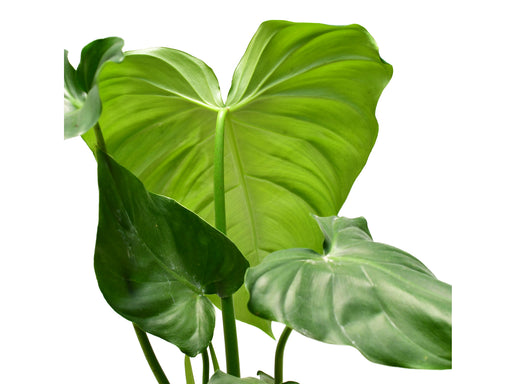 philodendron green wonder care Philodendron Green Wonder