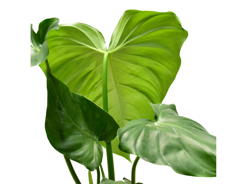 Philodendron Green Wonder