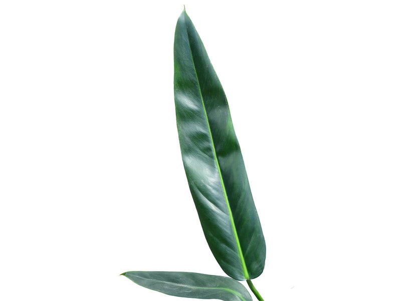 Philodendron Ivan Portilla