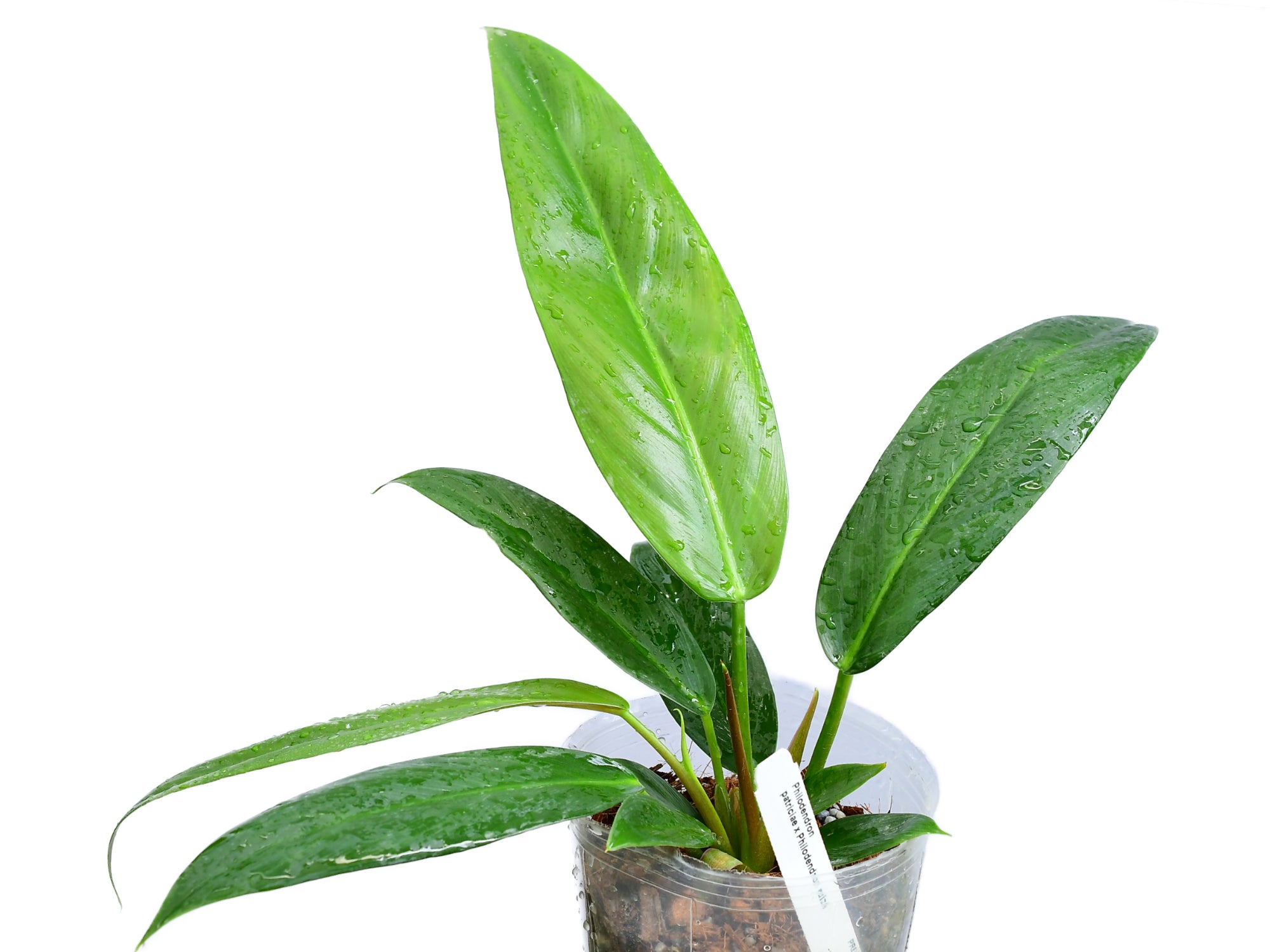 Philodendron Ivan Portilla 'Inverse crossing' — Ecuagenera
