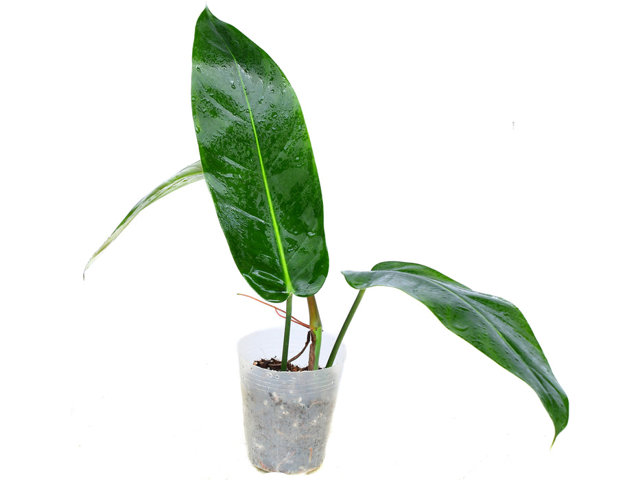 Philodendron Ivan Portilla 'Inverse crossing'