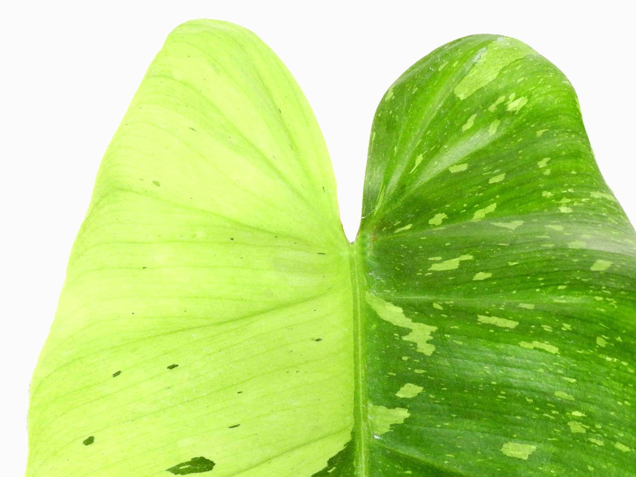 philodendron jose buono scientific name Philodendron Jose Buono — Ecuagenera Orquídeas del Ecuador