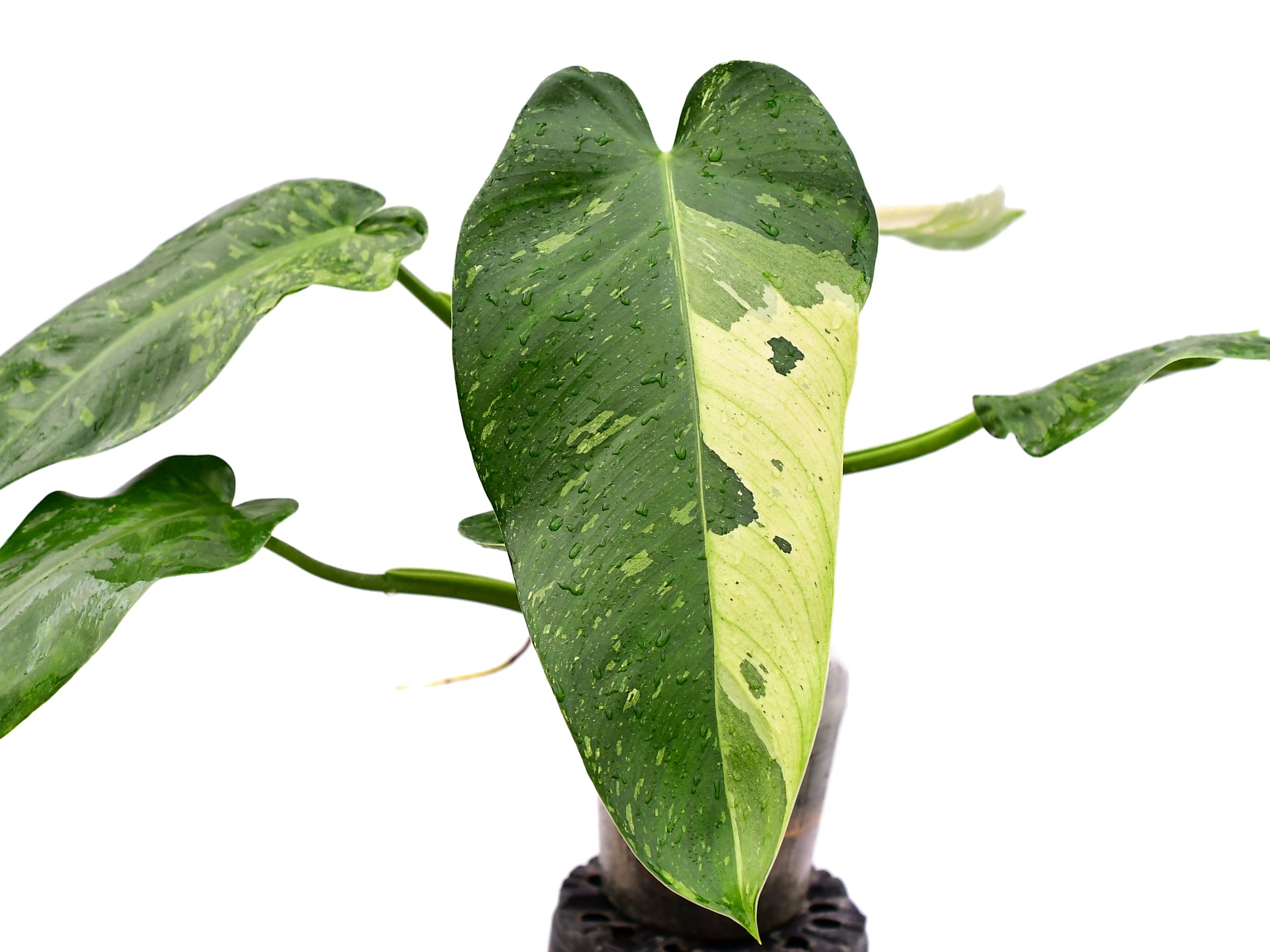 jose buono philodendron for sale Philodendron Jose Buono — Ecuagenera Orquídeas del Ecuador