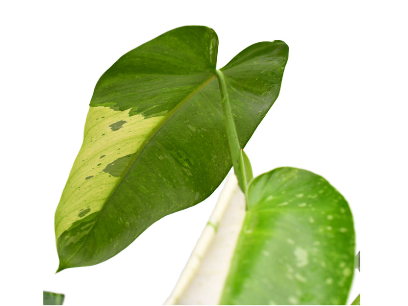 philodendron acutifolium ecuagenera Philodendron Jose Buono — Ecuagenera Orquídeas del Ecuador