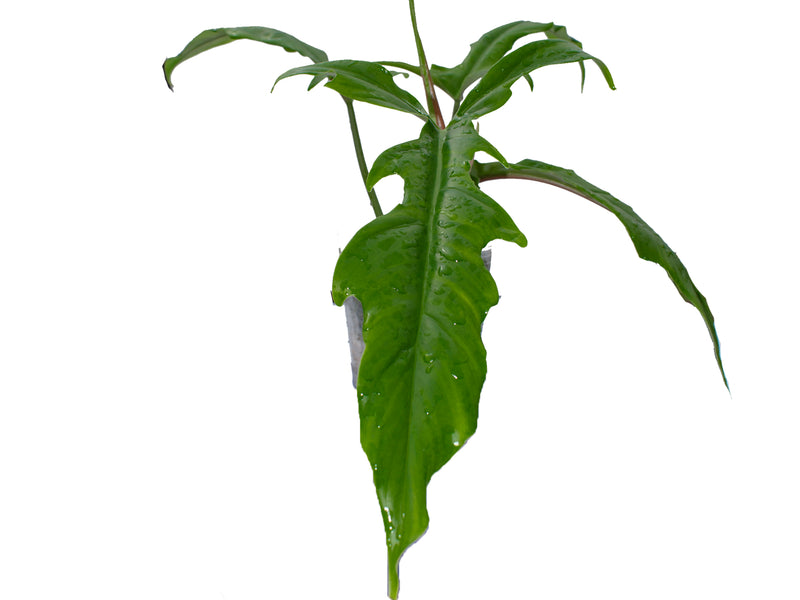 philodendron ecuadorian canoe leaf Philodendron Lavinia — Ecuagenera Orquídeas del Ecuador