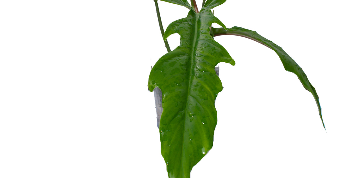 philodendron ecuadoriense Philodendron Lavinia — Ecuagenera Orquídeas del Ecuador