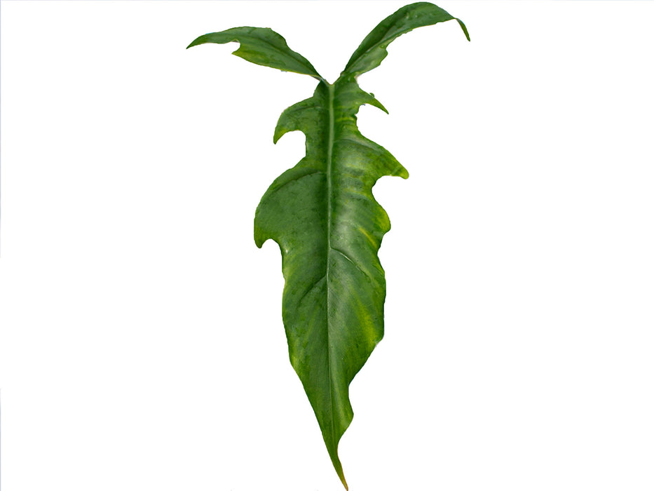 Philodendron Lavinia