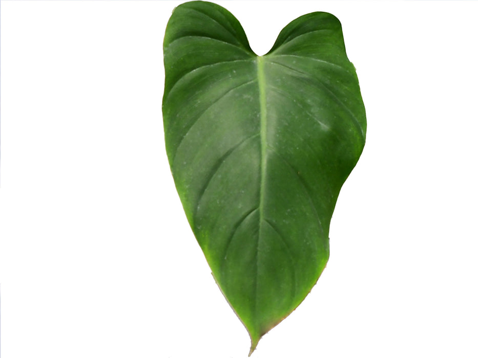 Philodendron Magic Spirit