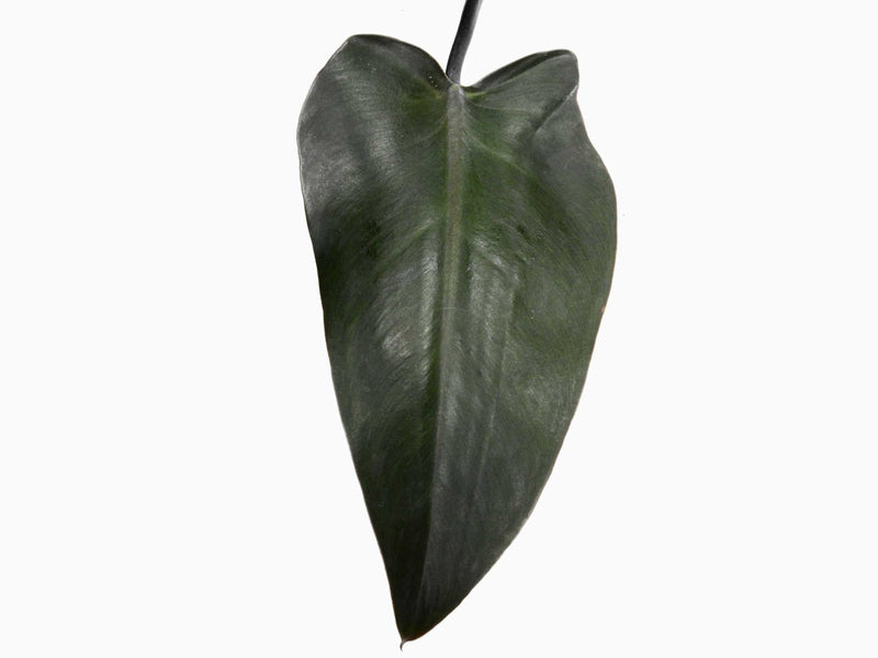 philodendron majesty mature Philodendron Majesty — Ecuagenera Orquídeas del Ecuador