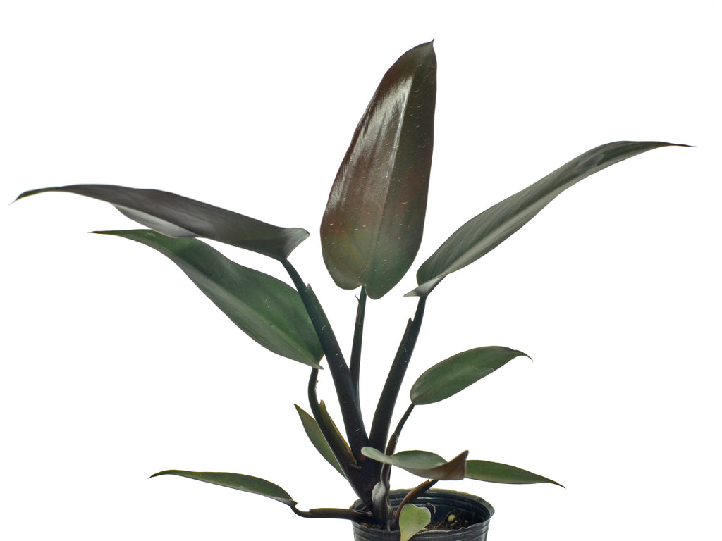 philodendron green majesty Philodendron Majesty — Ecuagenera Orquídeas del Ecuador