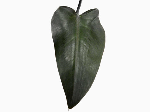 green majesty philodendron Philodendron Majesty