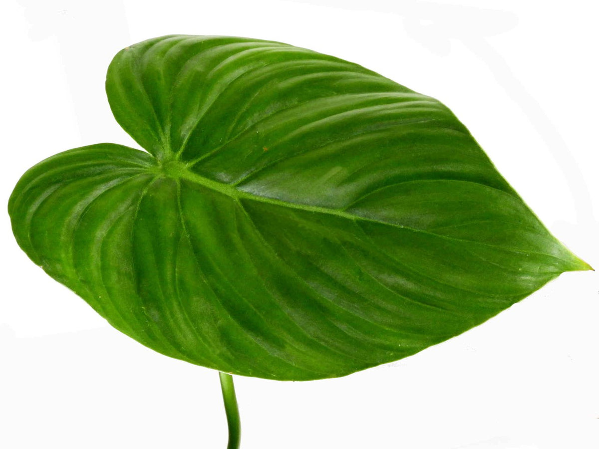 Philodendron McDowell cf — Ecuagenera Orquídeas del Ecuador