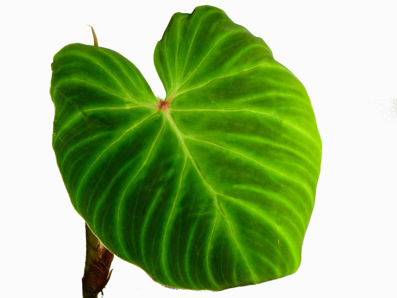 Philodendron Monkey tail