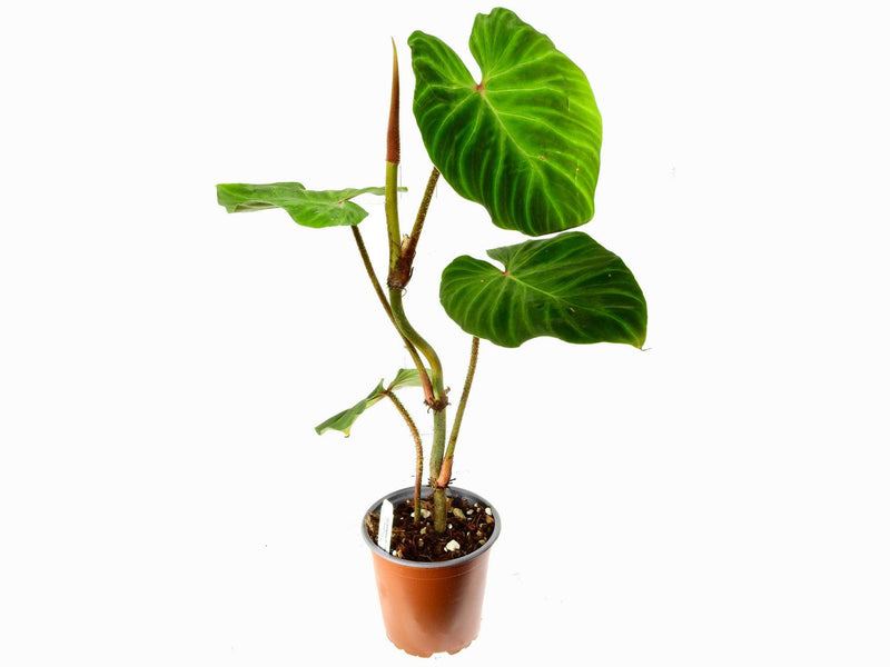 monkey face philodendron Philodendron Monkey tail