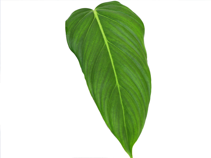 philodendron rising sun Philodendron Morning Sun — Ecuagenera Orquídeas del Ecuador
