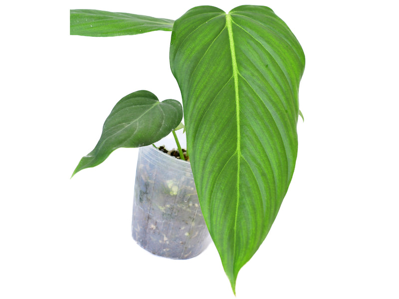 philodendron papua new guinea Philodendron Morning Sun — Ecuagenera Orquídeas del Ecuador