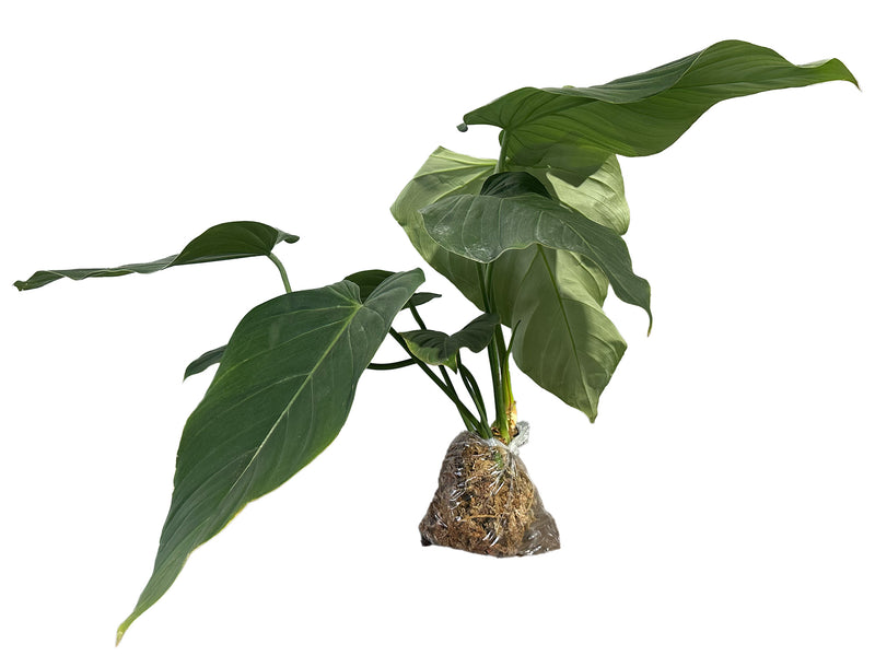 Philodendron Morning Sun