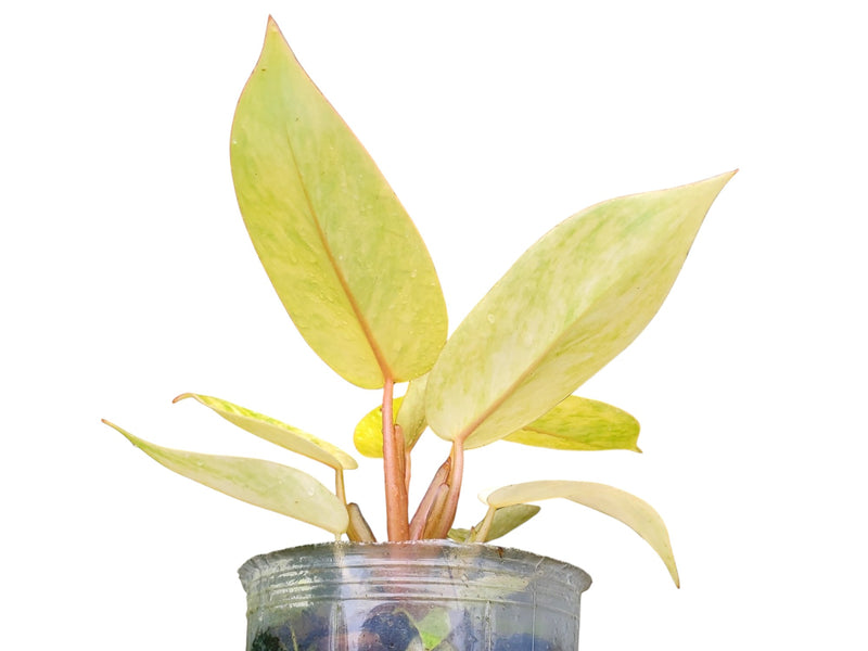 Philodendron Painted Lady