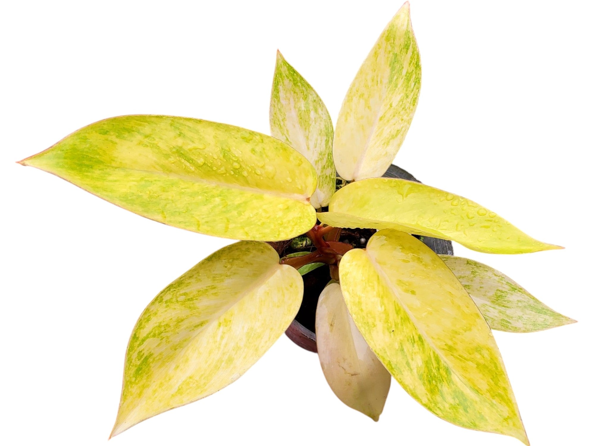 Philodendron Painted Lady