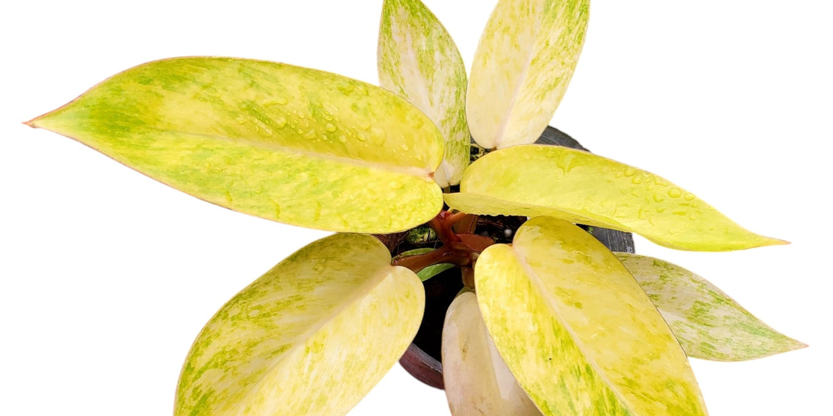 Philodendron Painted Lady