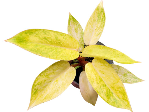 painted philodendron Philodendron 'Painted Lady '