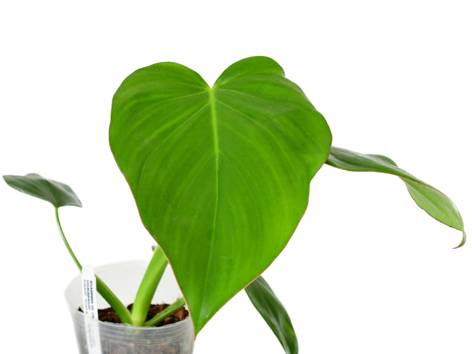 Philodendron Pangui Star