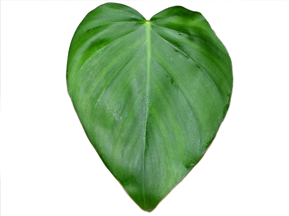 Philodendron Pangui Star