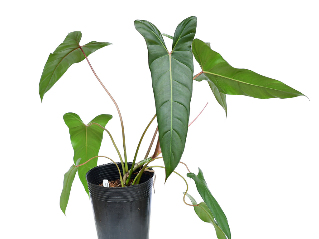 philodendron ecuadorian canoe Philodendron Pangui Sunset — Ecuagenera Orquídeas del Ecuador