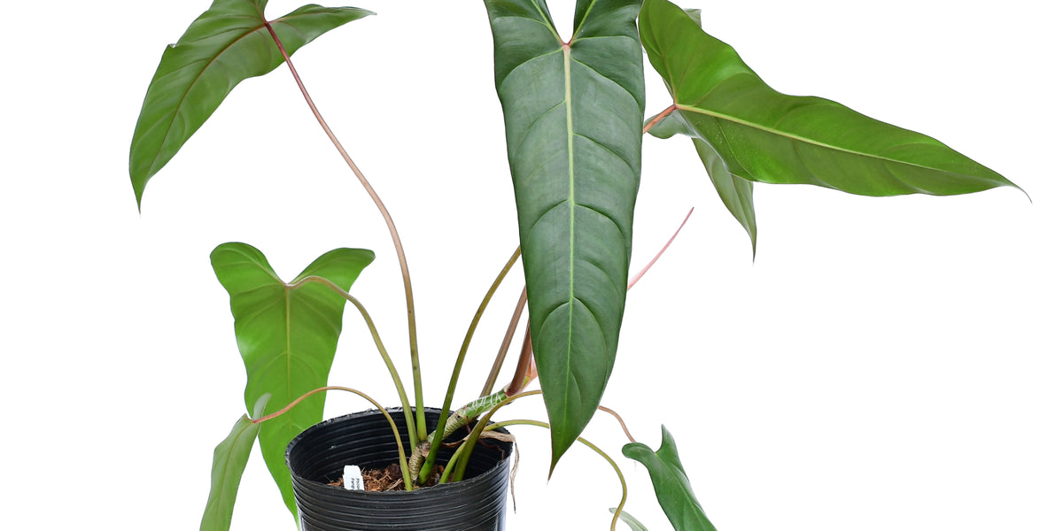 philodendron ecuadoriense Philodendron Pangui Sunset — Ecuagenera Orquídeas del Ecuador