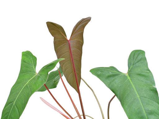 philodendron villamagense 'pangui' Philodendron Pangui Sunset
