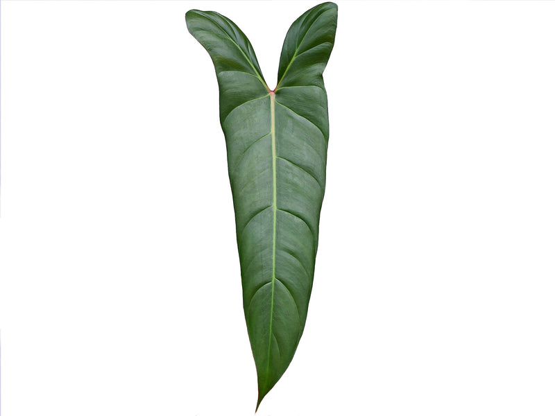 philodendron desert dawn Philodendron Pangui Sunset — Ecuagenera Orquídeas del Ecuador