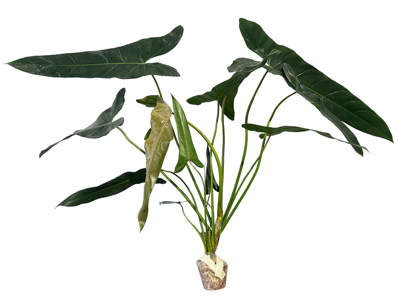 Philodendron Pangui Sunset