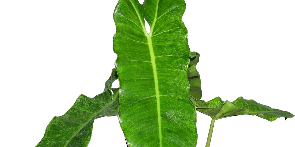 Philodendron Paraiso Verde