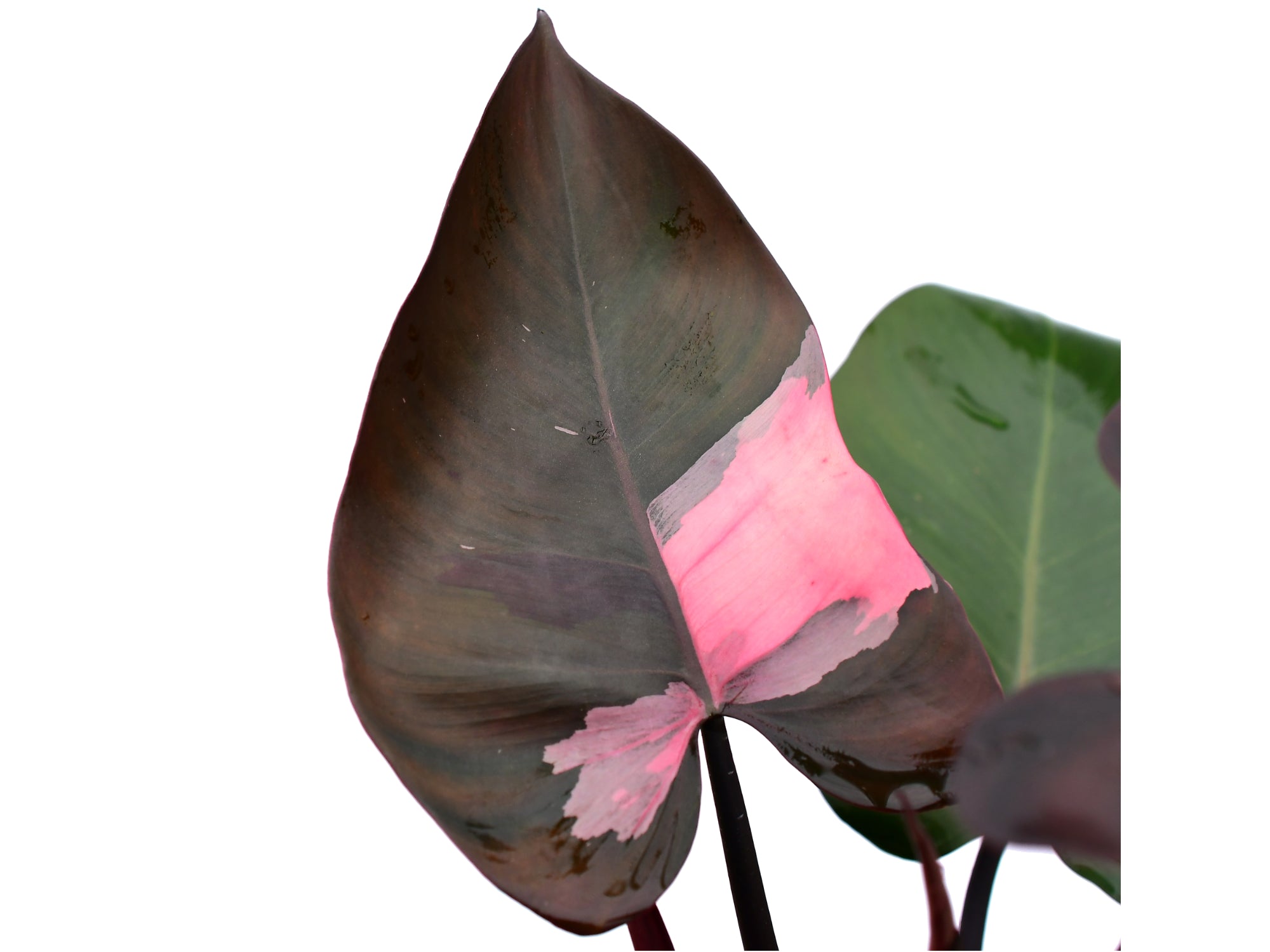 Philodendron Pink Princess — Ecuagenera Orquídeas del Ecuador