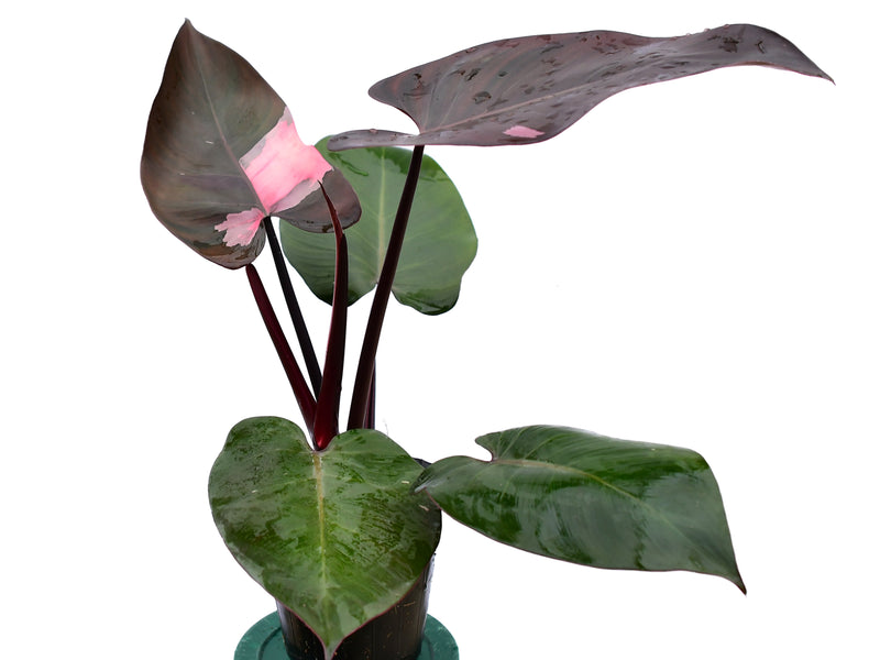 indian princess philodendron Philodendron Pink Princess — Ecuagenera Orquídeas del Ecuador